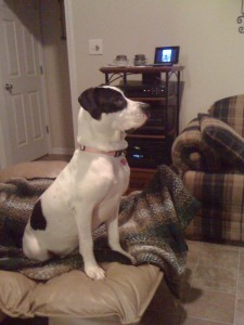  I love the Dog Whisperer... Cali sitting on the foot of my chair watching the Dog Whisperer.